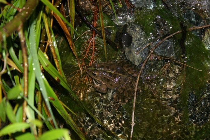 Che specie ? Pelophylax sp. (Piemonte merid.)